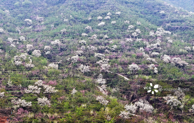 山东临沂平邑县九间棚景区桃红梨白春光美图片素材