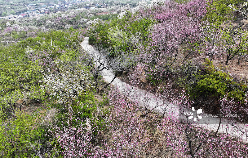 山东临沂平邑县九间棚景区桃红梨白春光美图片素材
