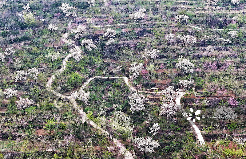 山东临沂平邑县九间棚景区桃红梨白春光美图片素材
