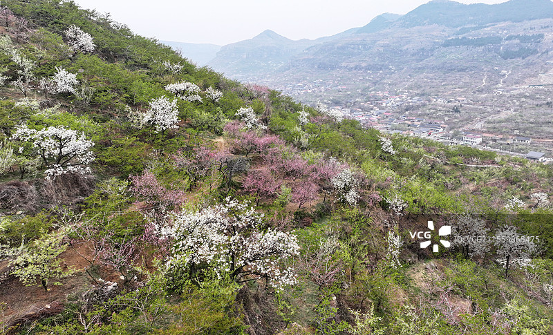 山东临沂平邑县九间棚景区桃红梨白春光美图片素材