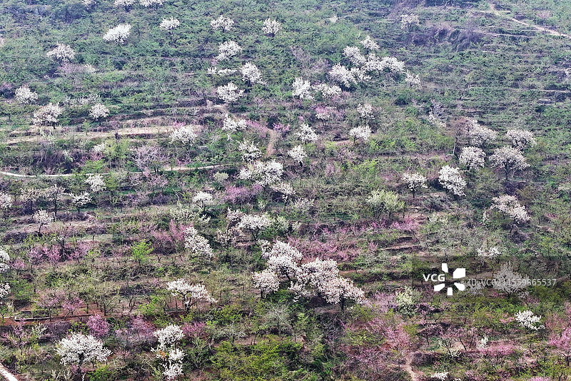 山东临沂平邑县九间棚景区桃红梨白春光美图片素材