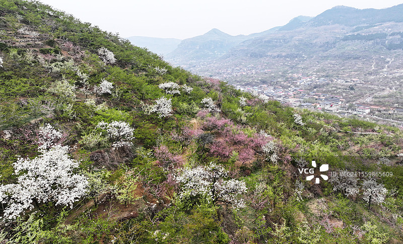 山东临沂平邑县九间棚景区桃红梨白春光美图片素材