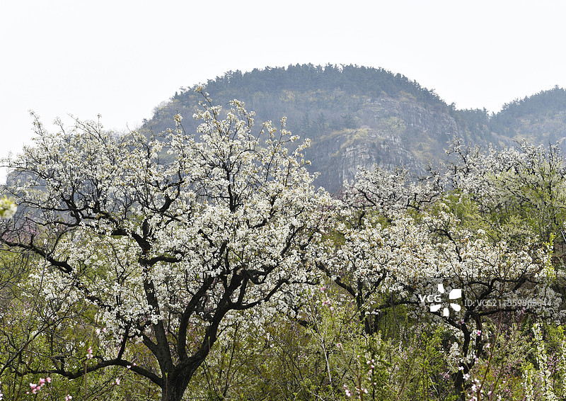 山东临沂平邑县九间棚景区桃红梨白春光美图片素材