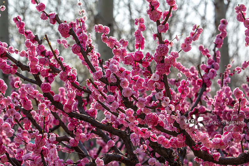 北京朝阳公园红梅报春来图片素材