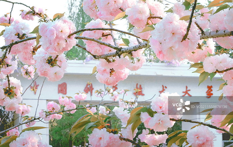 中科大樱花图片素材