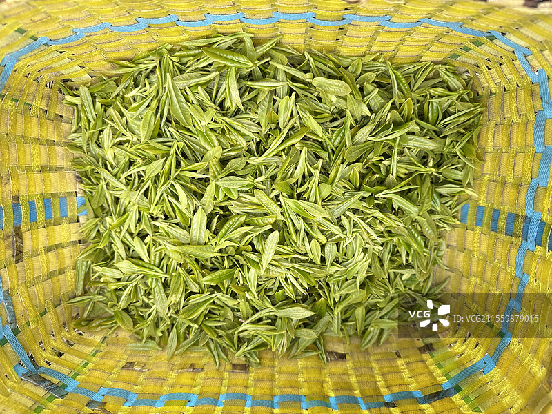 清明茶图片素材