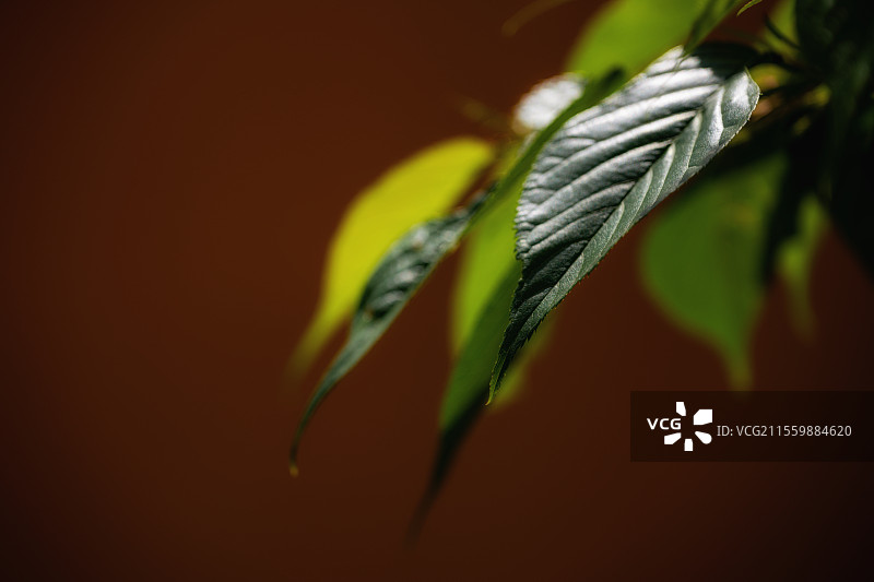 绿叶特写背景图片素材