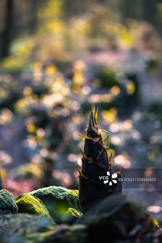 四川宜宾蜀南竹海的春笋图片素材