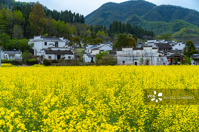 安徽石台高路亭盛开的油菜花图片素材