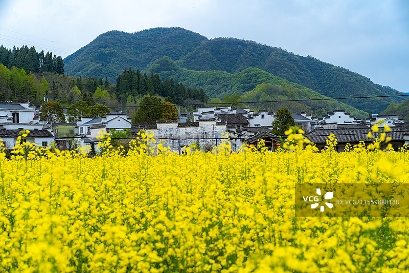 安徽石台高路亭盛开的油菜花图片素材