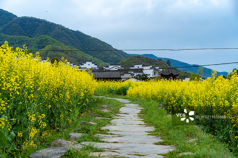 安徽石台高路亭盛开的油菜花图片素材