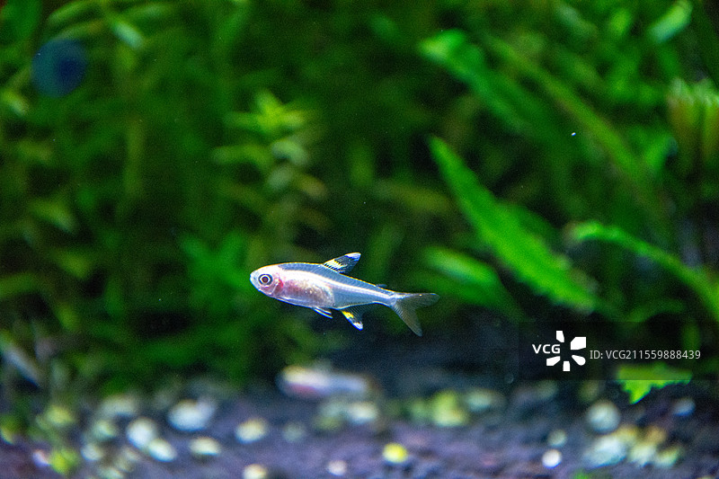 会游泳的宝石灯鱼图片素材