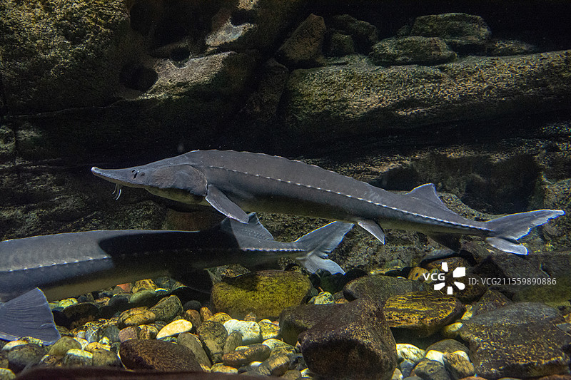 中华鲟图片素材