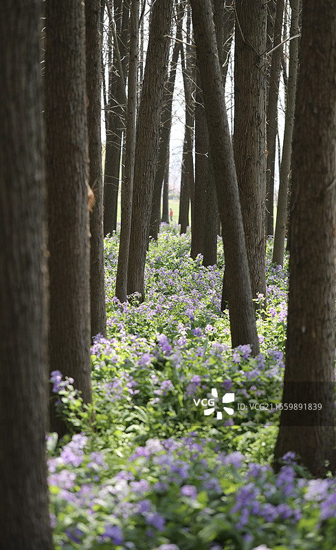 南京 江心洲 二月兰图片素材