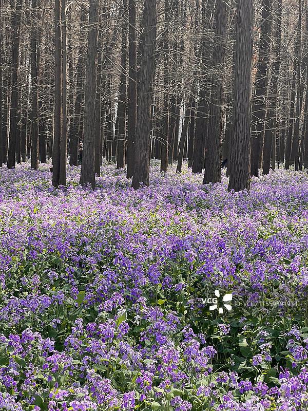 南京 江心洲 二月兰图片素材