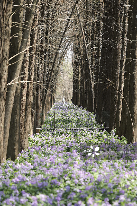 南京 江心洲 二月兰图片素材