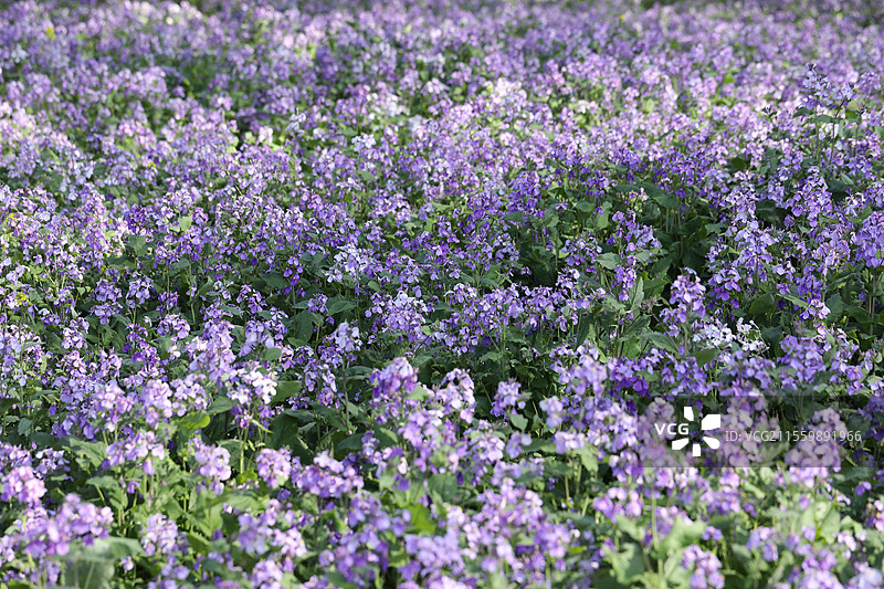 南京 江心洲 二月兰图片素材