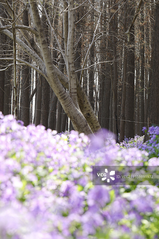 南京 江心洲 二月兰图片素材