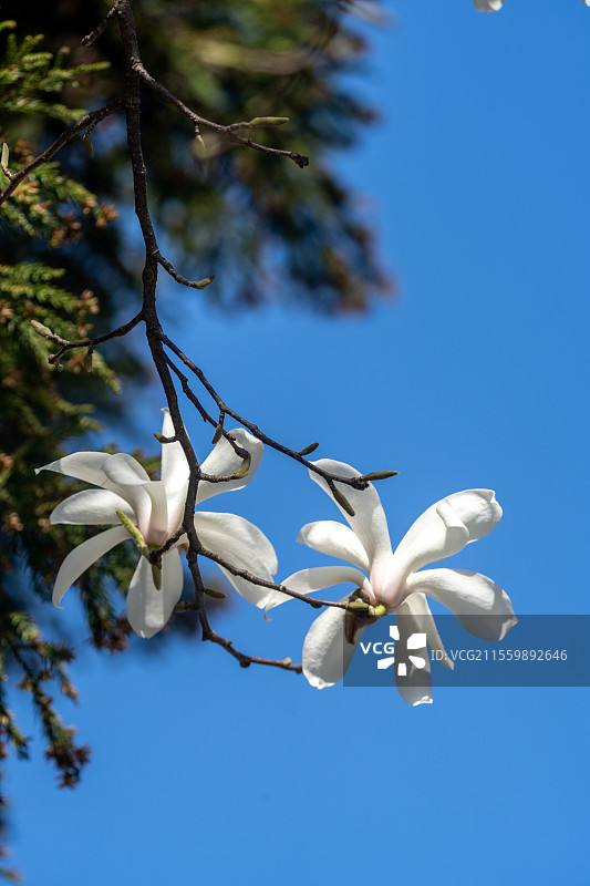 玉兰花图片素材