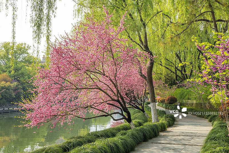 桃花开放时文新街道紫金港河畔春天美景图片素材