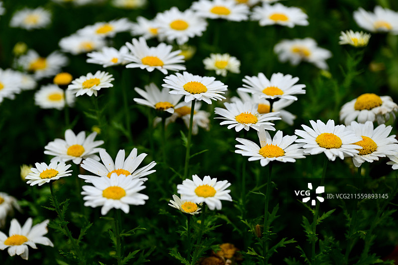 成片生长的白晶菊，上海共青森林公园，2025-04-04图片素材