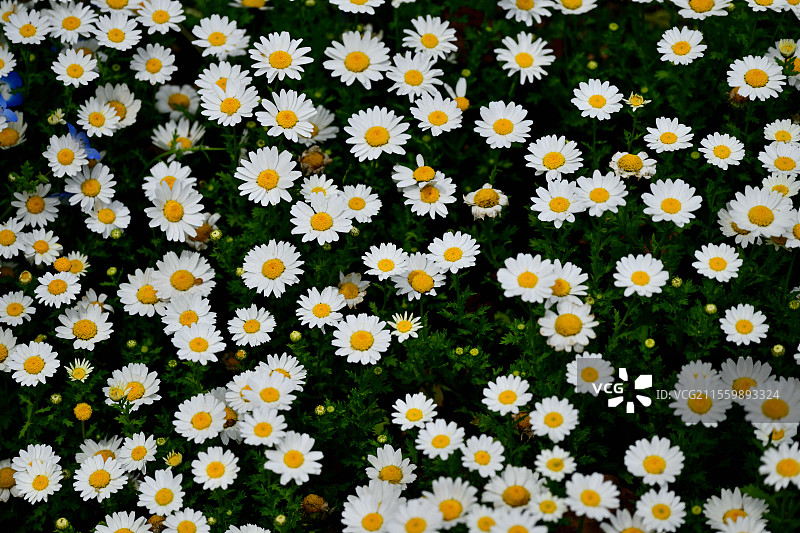 成片生长的白晶菊，上海共青森林公园，2025-04-04图片素材