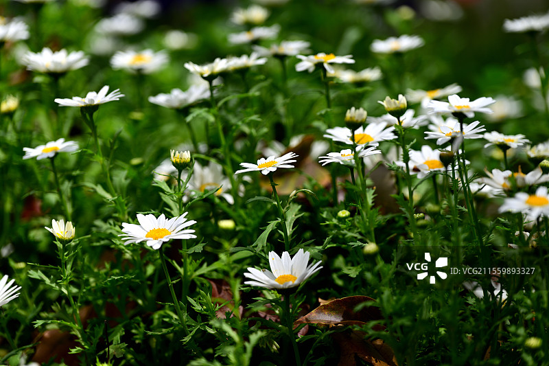 成片生长的白晶菊，上海共青森林公园，2025-04-04图片素材