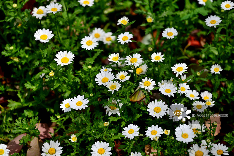 成片生长的白晶菊，上海共青森林公园，2025-04-04图片素材