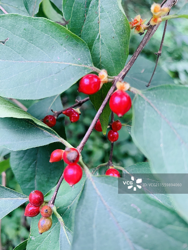 春日一角图片素材