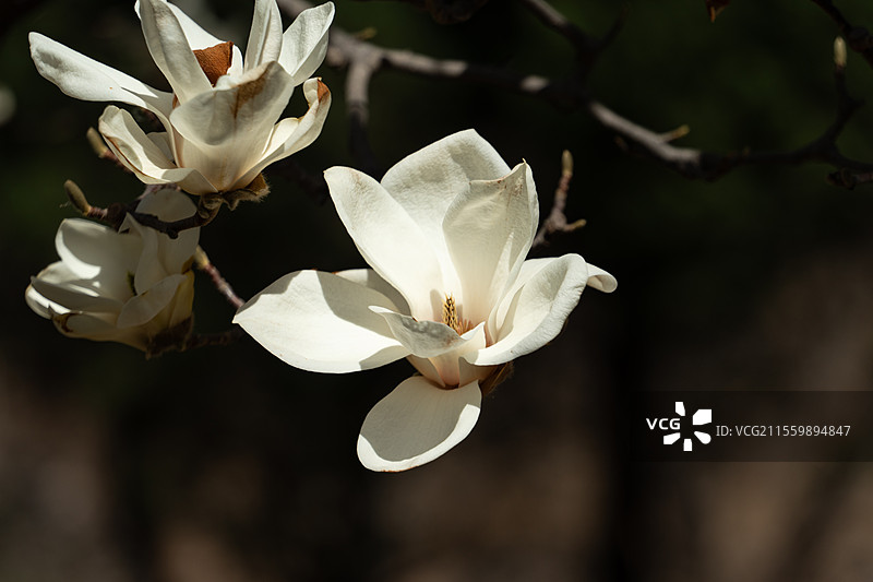 白色玉兰花图片素材