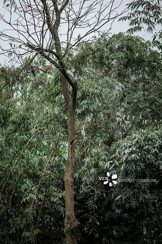 望江楼公园的鸟图片素材