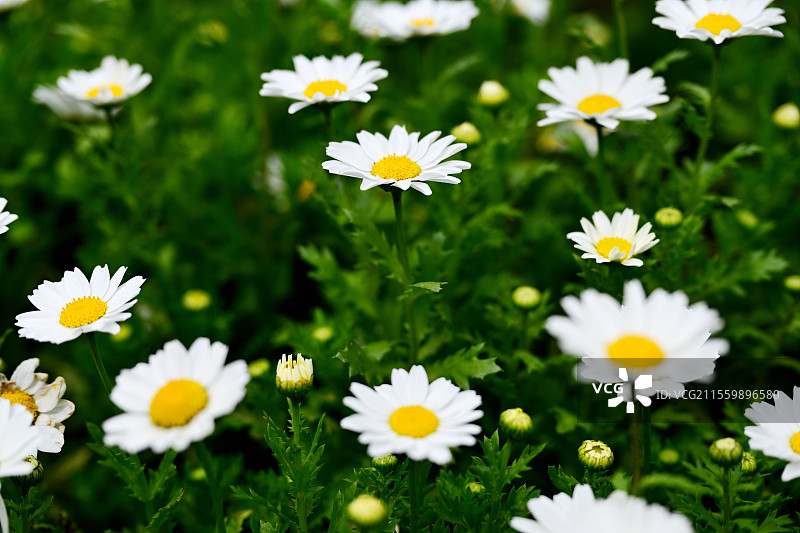 成片生长的白晶菊，上海，上海共青森林公园，2025-04-04图片素材