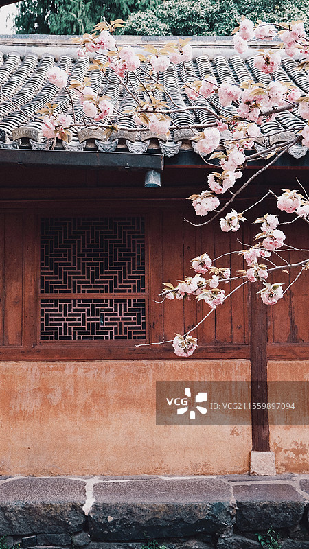 天台山智者塔院（真觉讲寺）晚樱图片素材