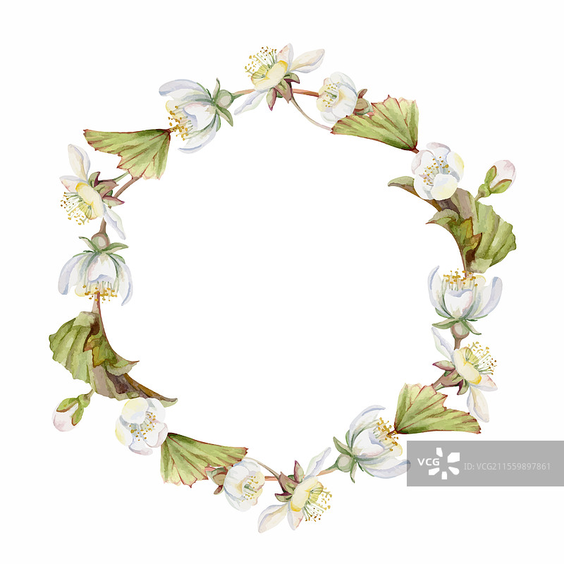 春天的白色苹果樱桃樱花花蕾图片素材