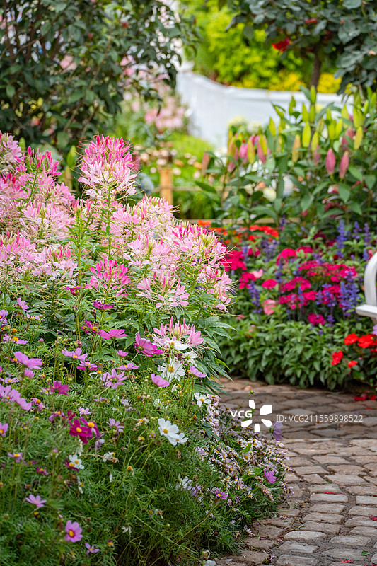 深圳笔架山公园粤港澳大湾区花展的醉蝶花图片素材