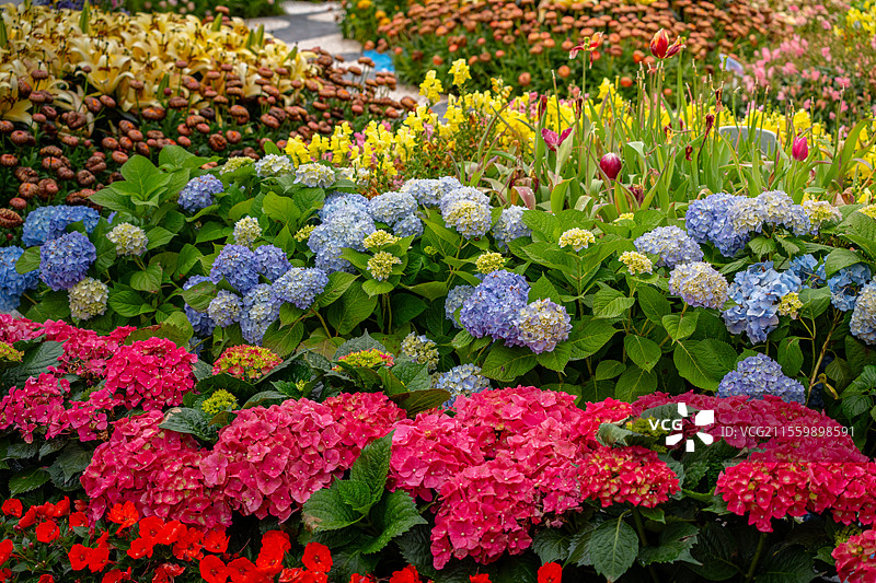 深圳笔架山公园粤港澳大湾区花展2025图片素材