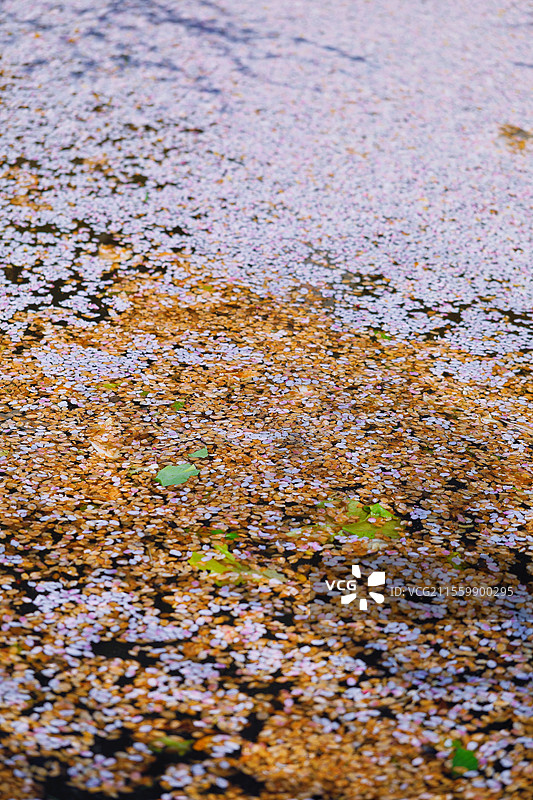 落英缤纷图片素材