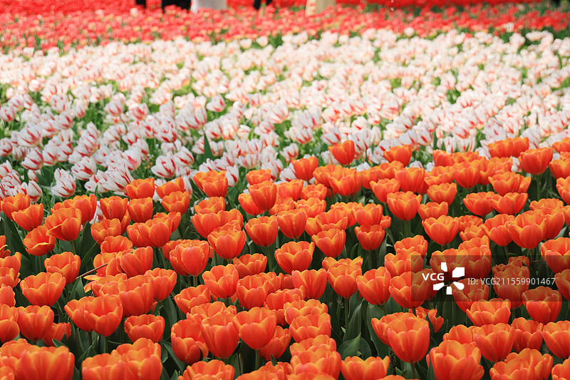 武汉汤湖公园郁金香图片素材