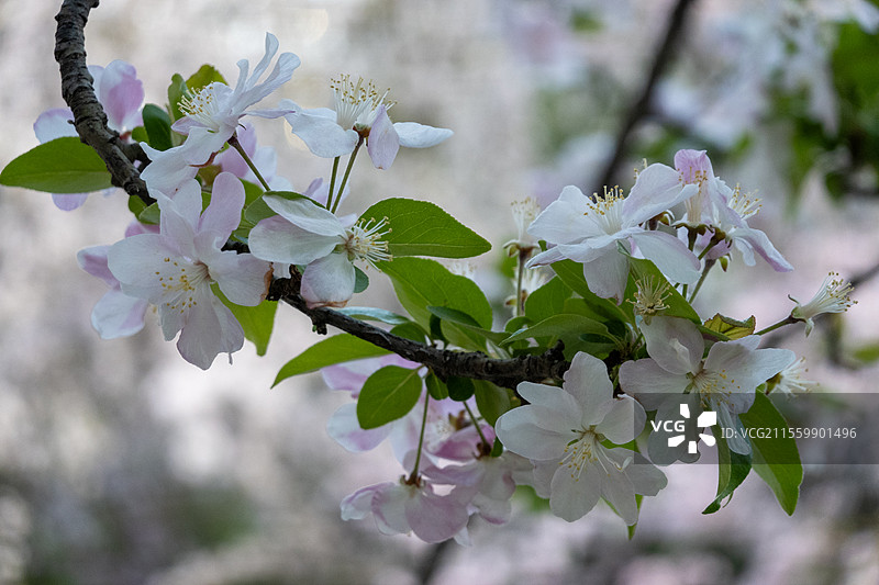 海棠花Chinese crab apple图片素材