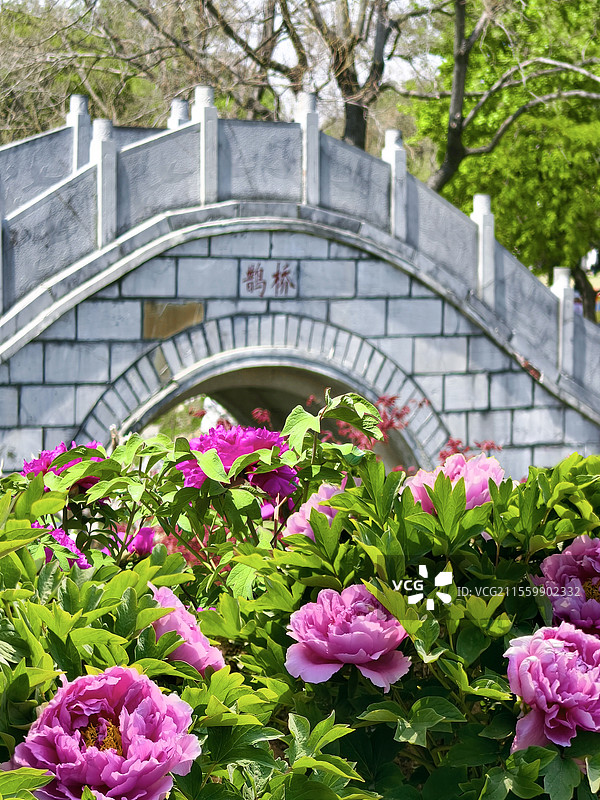 南京举办婚礼服务南京情侣园鹊桥图片素材