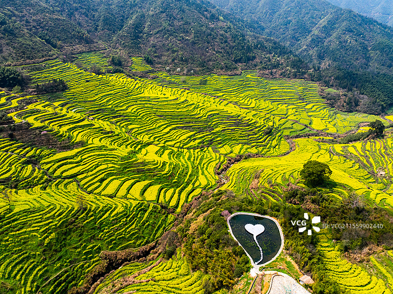 婺源篁岭梯田油菜花海图片素材