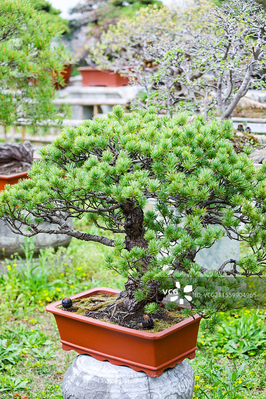 苏州园林留园里的又一村盆景组图图片素材