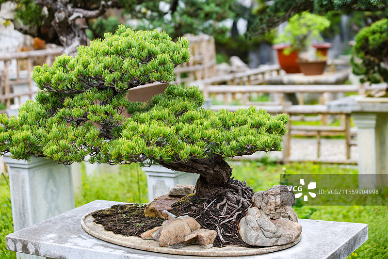 苏州园林留园里的又一村盆景组图图片素材