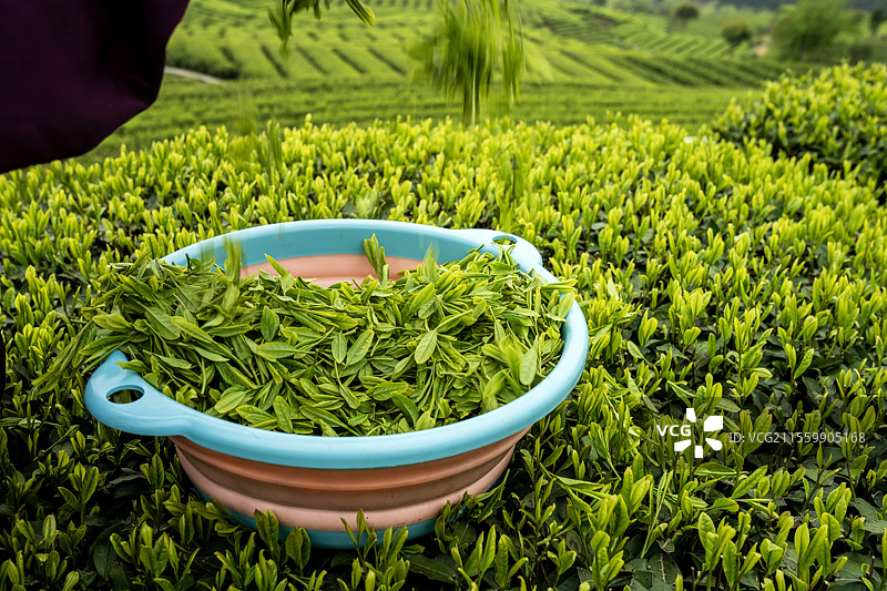 中国十大名茶恩施玉露湖北恩施市有机茶园春茶嫩叶特写图片素材