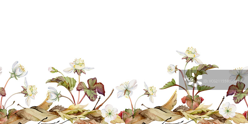 早春花朵在干枯的树叶中，白色森林图片素材