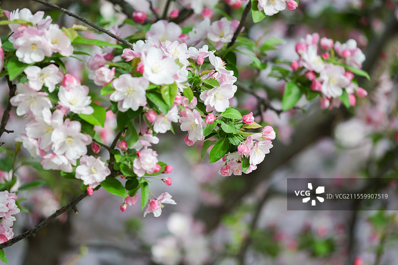 晴朗天气北京元大都遗址公园海棠花溪枝头盛开的凯尔斯西府海棠等组图图片素材