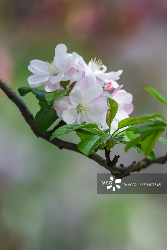 晴朗天气北京元大都遗址公园海棠花溪枝头盛开的凯尔斯西府海棠等组图图片素材