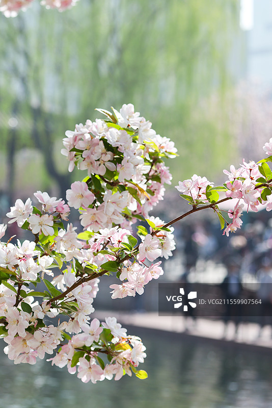 晴朗天气北京元大都遗址公园海棠花溪枝头盛开的凯尔斯西府海棠等组图图片素材