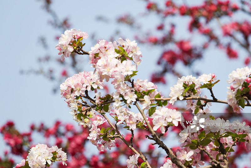 晴朗天气北京元大都遗址公园海棠花溪枝头盛开的凯尔斯西府海棠等组图图片素材