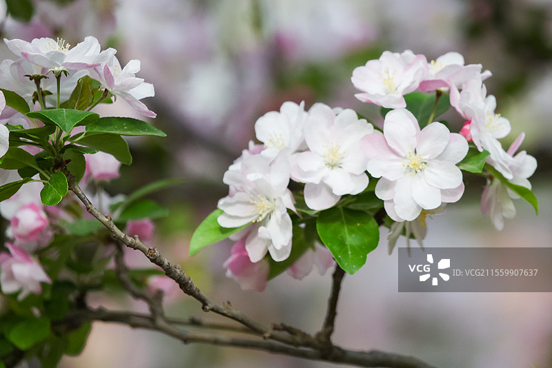 晴朗天气北京元大都遗址公园海棠花溪枝头盛开的凯尔斯西府海棠等组图图片素材